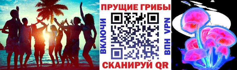 МЕГА   Малоярославец  Псилоцибиновые грибы Psilocybine cubensis 